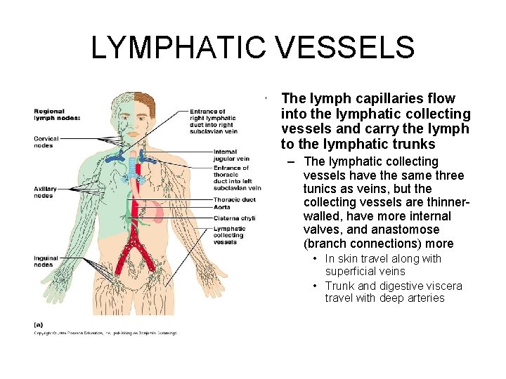 LYMPHATIC VESSELS • The lymph capillaries flow into the lymphatic collecting vessels and carry