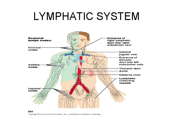 LYMPHATIC SYSTEM 