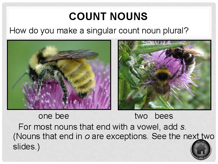 COUNT NOUNS How do you make a singular count noun plural? one bee two