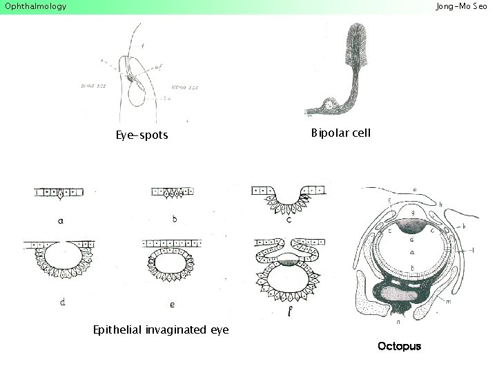 Ophthalmology Jong-Mo Seo Eye-spots Bipolar cell Epithelial invaginated eye Octopus 