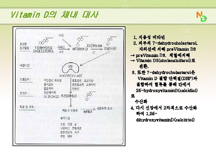 Vitamin D의 체내 대사 1. 지용성 비타민 2. 피부의 7 -dehydrocholesterol. 자외선에 의해 pre.