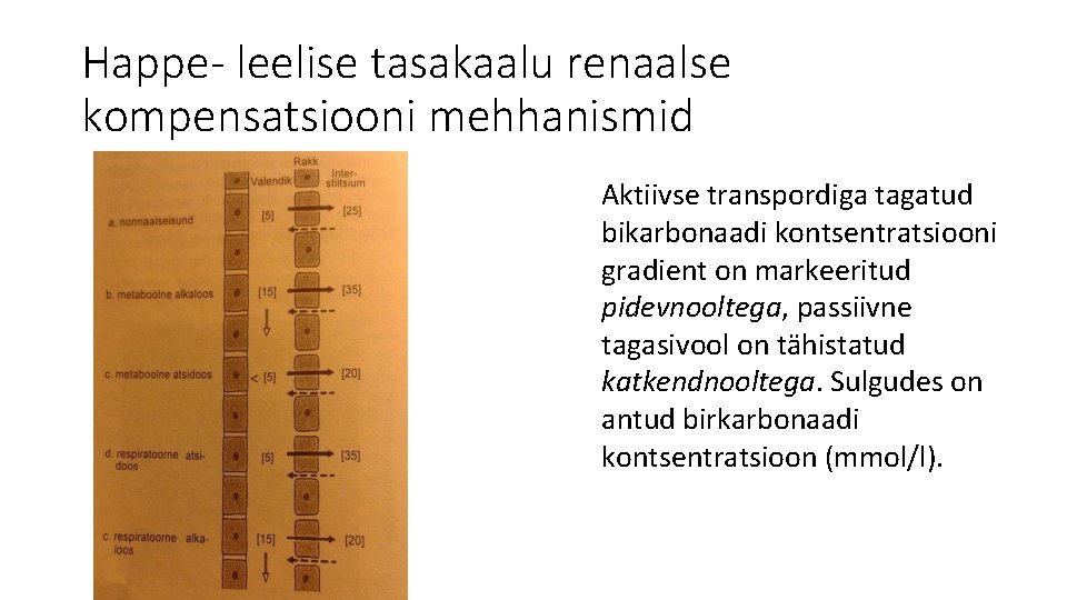 Happe- leelise tasakaalu renaalse kompensatsiooni mehhanismid Aktiivse transpordiga tagatud bikarbonaadi kontsentratsiooni gradient on markeeritud