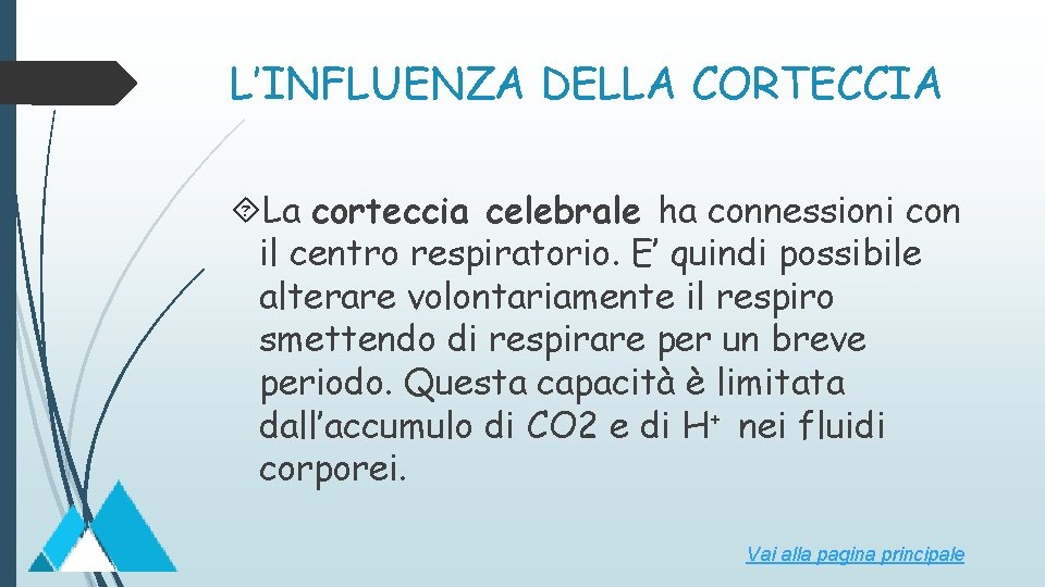 L’INFLUENZA DELLA CORTECCIA La corteccia celebrale ha connessioni con il centro respiratorio. E’ quindi