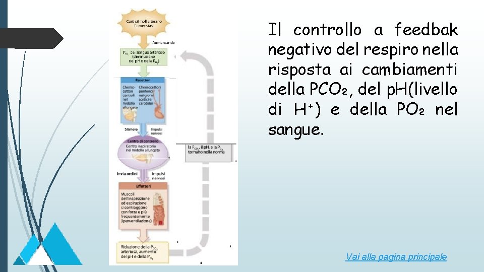 Il controllo a feedbak negativo del respiro nella risposta ai cambiamenti della PCO₂, del