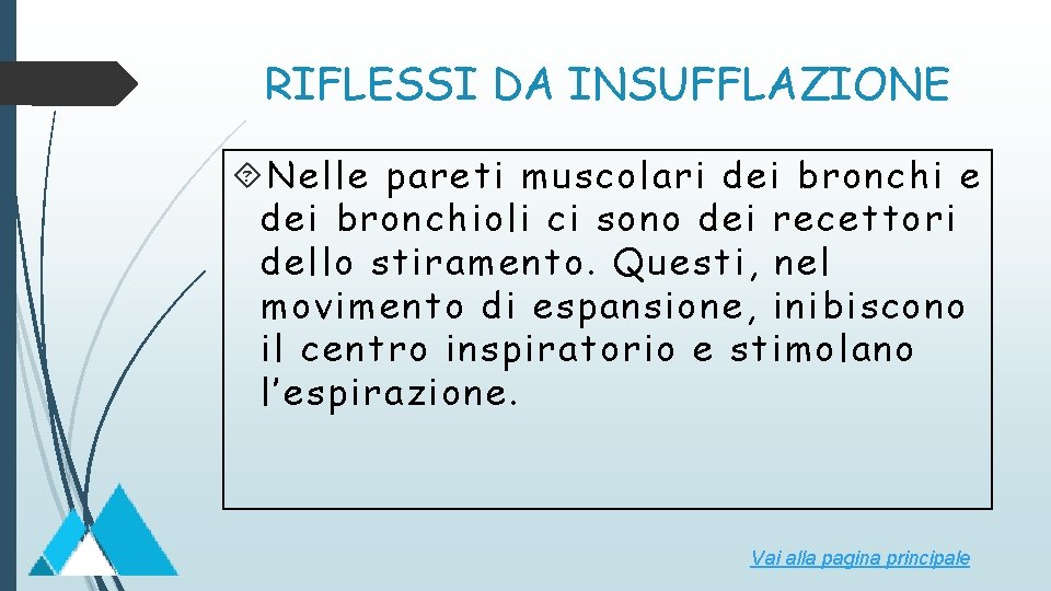 RIFLESSI DA INSUFFLAZIONE Nelle pareti muscolari dei bronchi e dei bronchioli ci sono dei