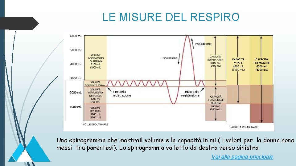 LE MISURE DEL RESPIRO Uno spirogramma che mostrail volume e la capacità in m.