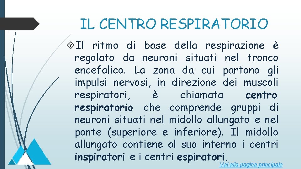 IL CENTRO RESPIRATORIO Il ritmo di base della respirazione è regolato da neuroni situati