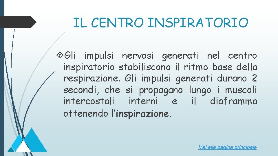 IL CENTRO INSPIRATORIO Gli impulsi nervosi generati nel centro inspiratorio stabiliscono il ritmo base