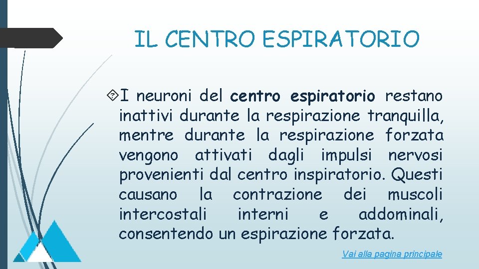 IL CENTRO ESPIRATORIO I neuroni del centro espiratorio restano inattivi durante la respirazione tranquilla,