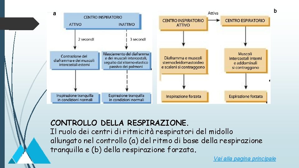 b a CONTROLLO DELLA RESPIRAZIONE. Il ruolo dei centri di ritmicità respiratori del midollo