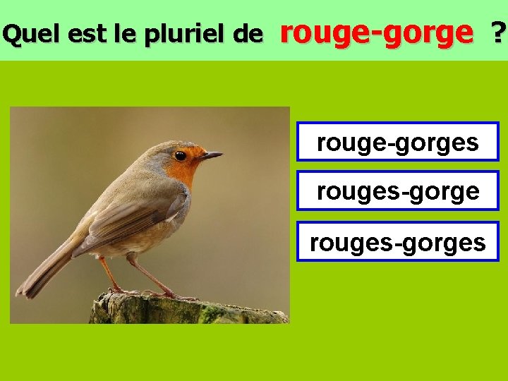 Quel est le pluriel de rouge-gorge ? rouge-gorges rouges-gorges 