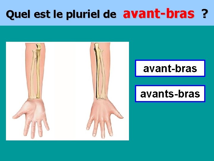 Quel est le pluriel de avant-bras ? avant-bras avants-bras 