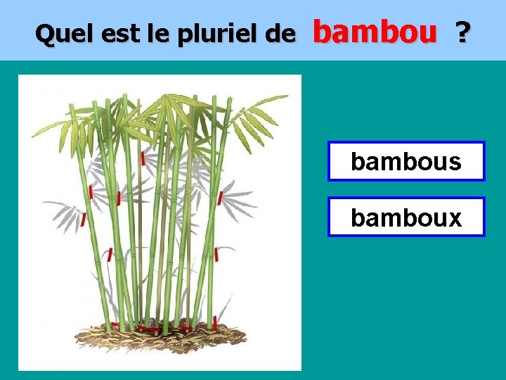 Quel est le pluriel de bambou ? bambous bamboux 