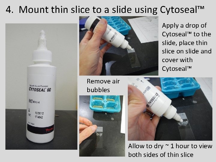 4. Mount thin slice to a slide using Cytoseal™ Apply a drop of Cytoseal™