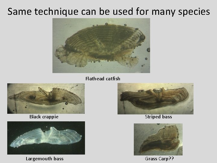 Same technique can be used for many species Flathead catfish Black crappie Striped bass