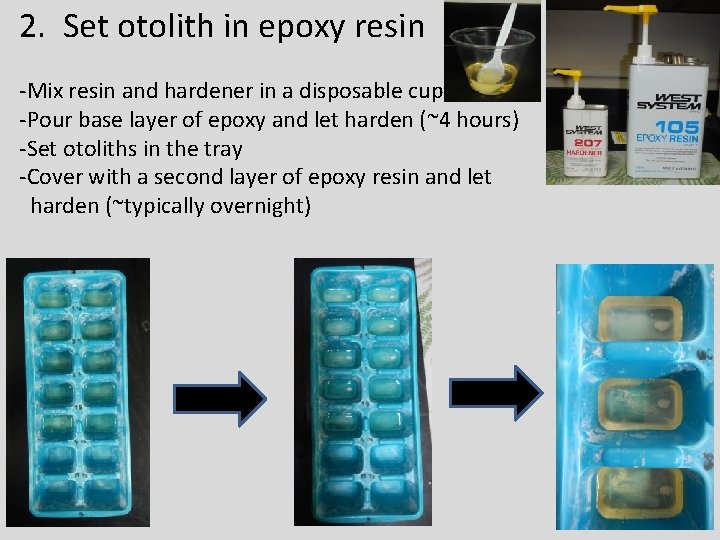 2. Set otolith in epoxy resin -Mix resin and hardener in a disposable cup