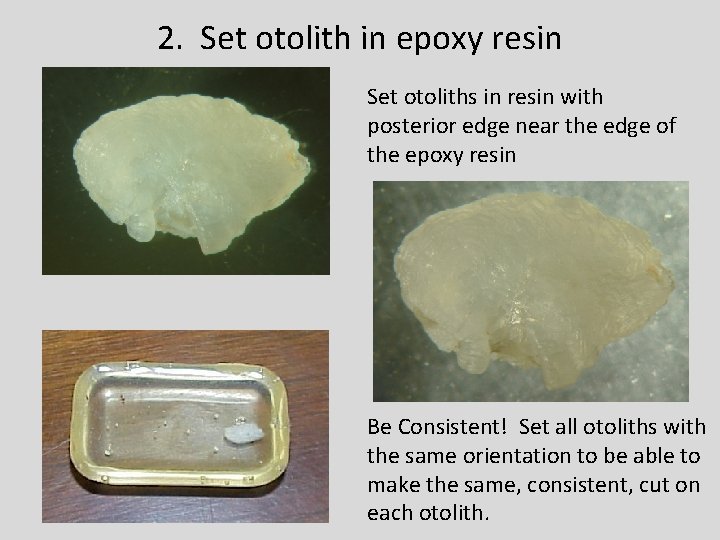 2. Set otolith in epoxy resin Set otoliths in resin with posterior edge near