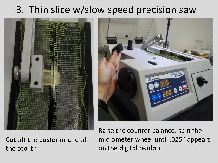 3. Thin slice w/slow speed precision saw Cut off the posterior end of the
