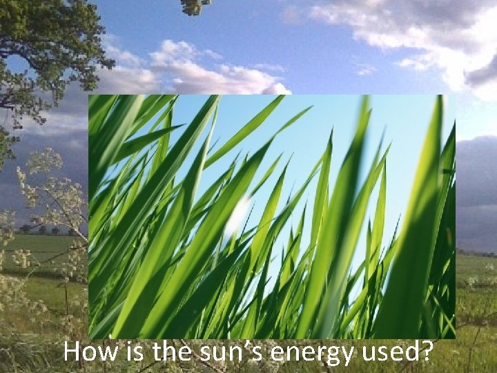 How is the sun’s energy used? 