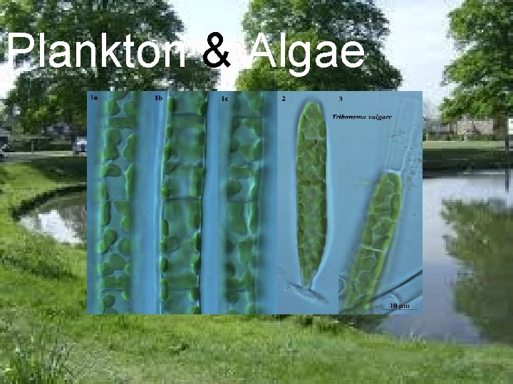 Plankton & Algae 