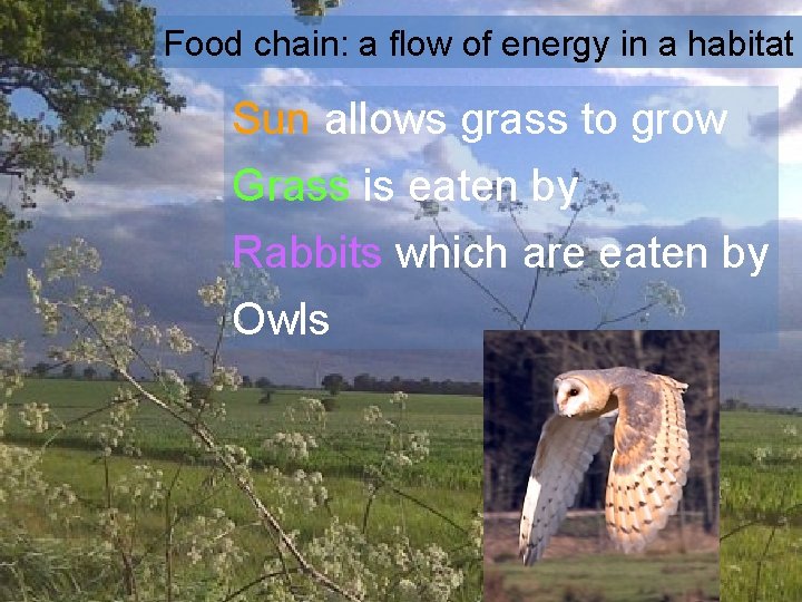 Food chain: a flow of energy in a habitat Sun allows grass to grow