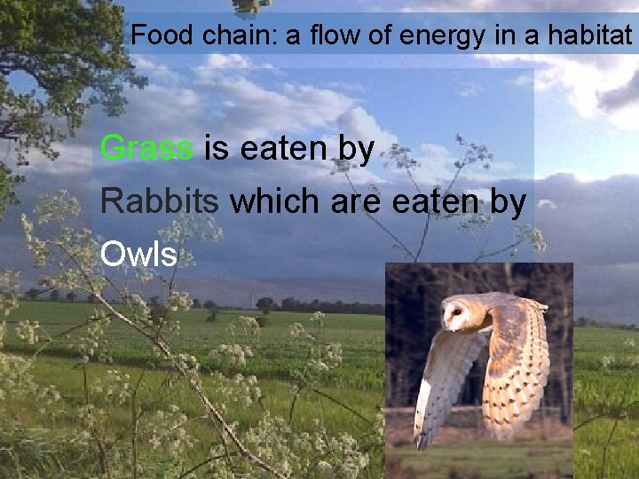 Food chain: a flow of energy in a habitat Grass is eaten by Rabbits