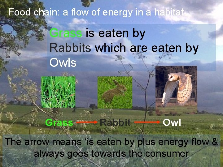 Food chain: a flow of energy in a habitat Grass is eaten by Rabbits