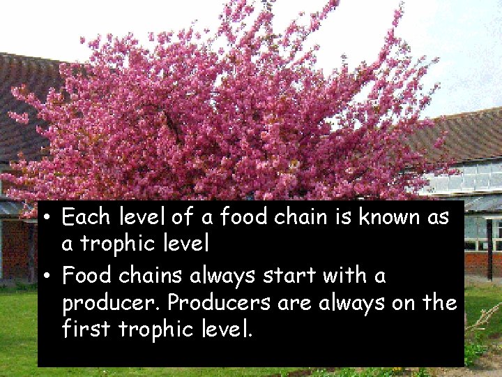  • Each level of a food chain is known as a trophic level