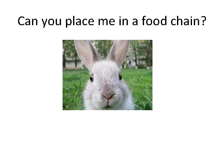 Can you place me in a food chain? 