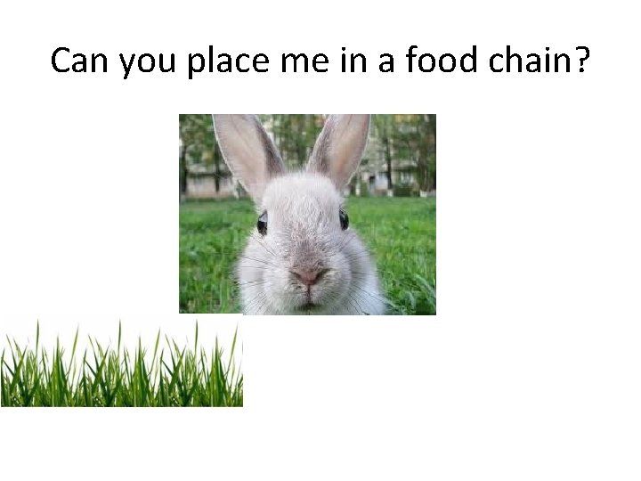 Can you place me in a food chain? 