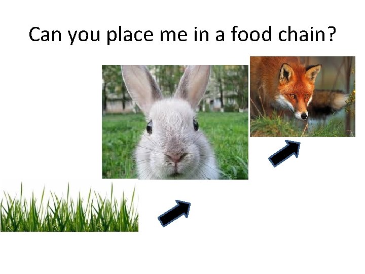 Can you place me in a food chain? 