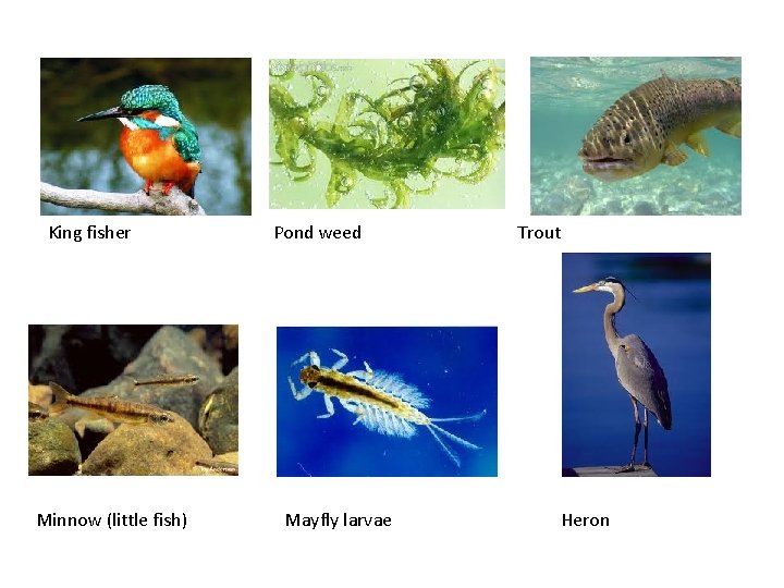 King fisher Minnow (little fish) Pond weed Mayfly larvae Trout Heron 
