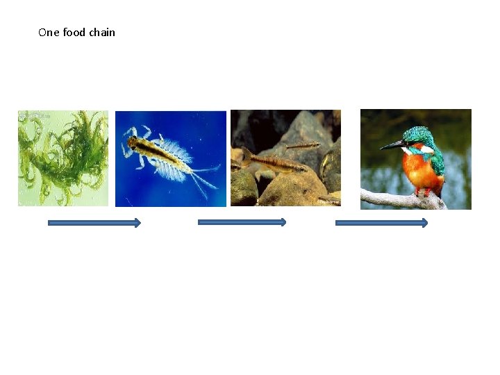 One food chain 