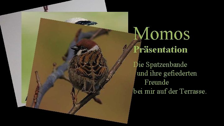 Momos Präsentation Die Spatzenbande und ihre gefiederten Freunde bei mir auf der Terrasse. 