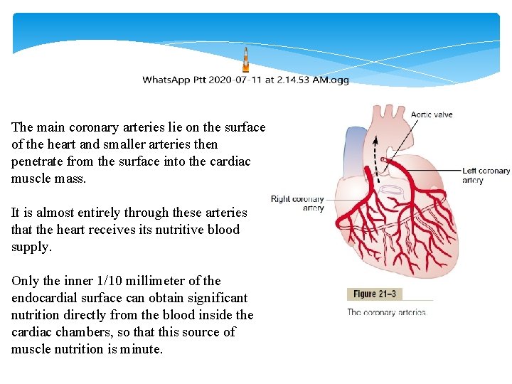 The main coronary arteries lie on the surface of the heart and smaller arteries