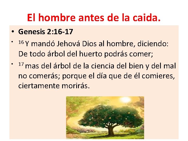 El hombre antes de la caida. • Genesis 2: 16 -17 • 16 Y