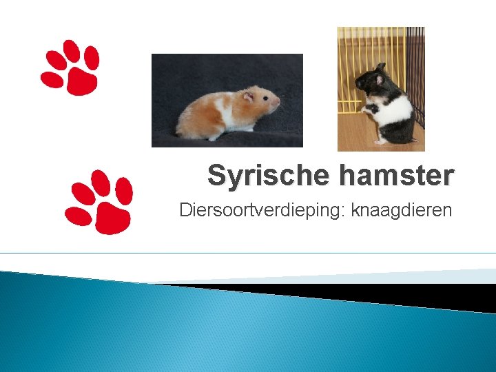 Syrische hamster Diersoortverdieping: knaagdieren 