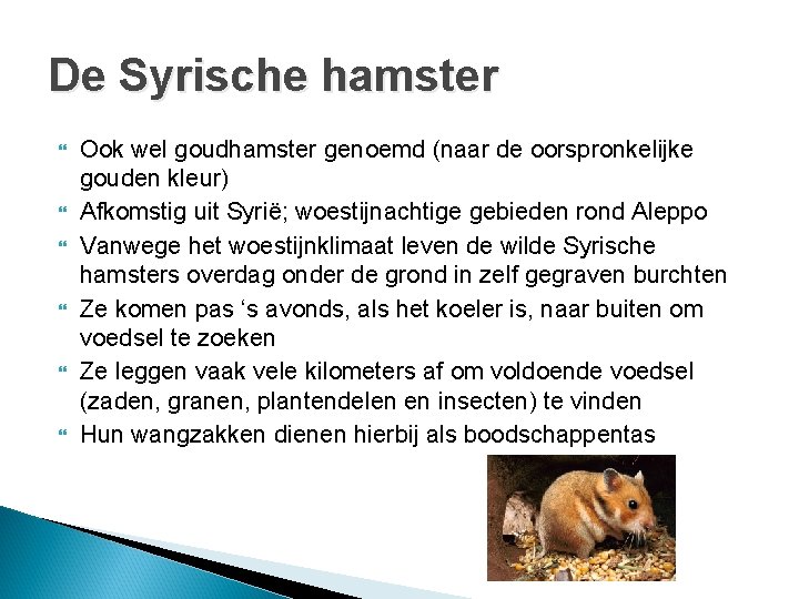 De Syrische hamster Ook wel goudhamster genoemd (naar de oorspronkelijke gouden kleur) Afkomstig uit