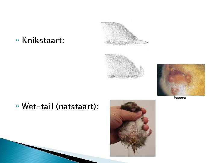  Knikstaart: Wet-tail (natstaart): 