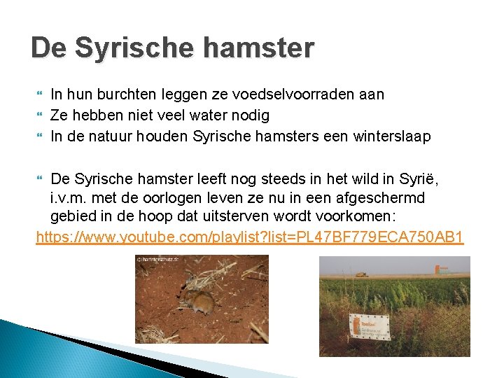 De Syrische hamster In hun burchten leggen ze voedselvoorraden aan Ze hebben niet veel