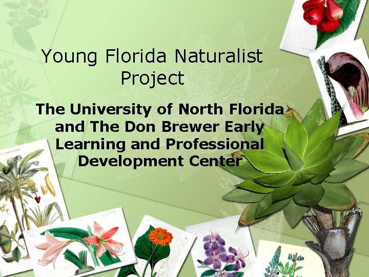 Young Florida Naturalist Project The University of North Florida and The Don Brewer Early