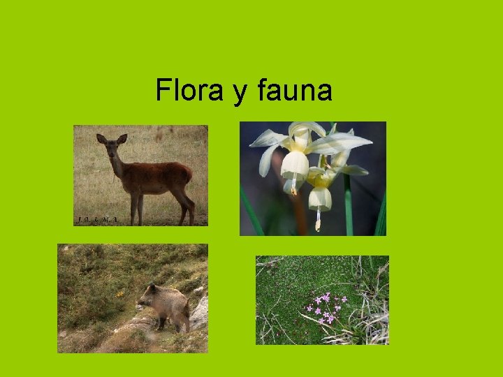 Flora y fauna 