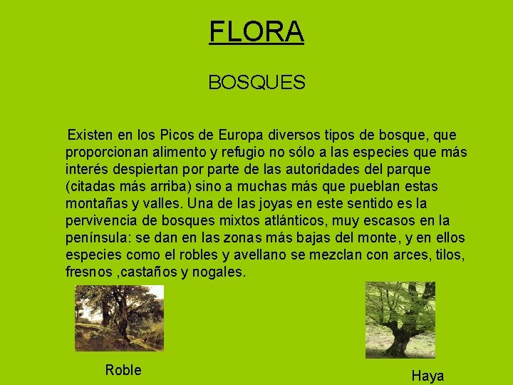 FLORA BOSQUES Existen en los Picos de Europa diversos tipos de bosque, que proporcionan