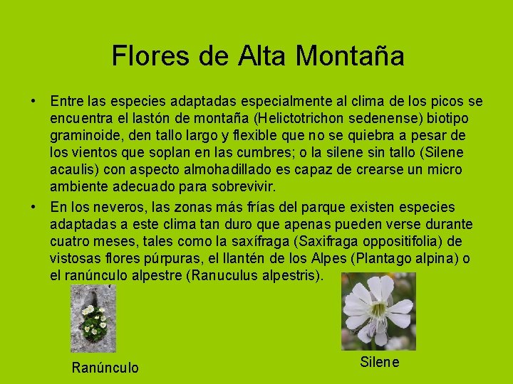 Flores de Alta Montaña • Entre las especies adaptadas especialmente al clima de los