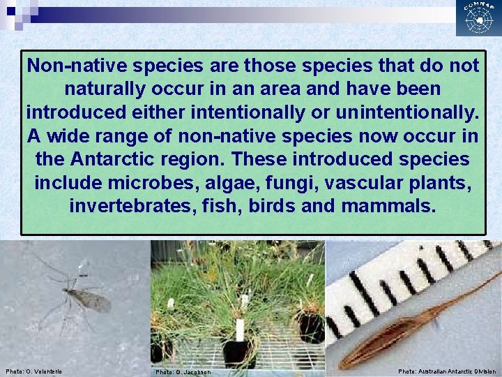 Non-native species are those species that do not naturally occur in an area and