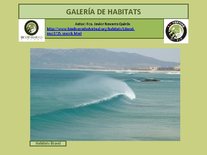 GALERÍA DE HABITATS Autor: Fco. Javier Navarro Quirós http: //www. biodiversidadvirtual. org/habitats/Litoralimg 3725. search.