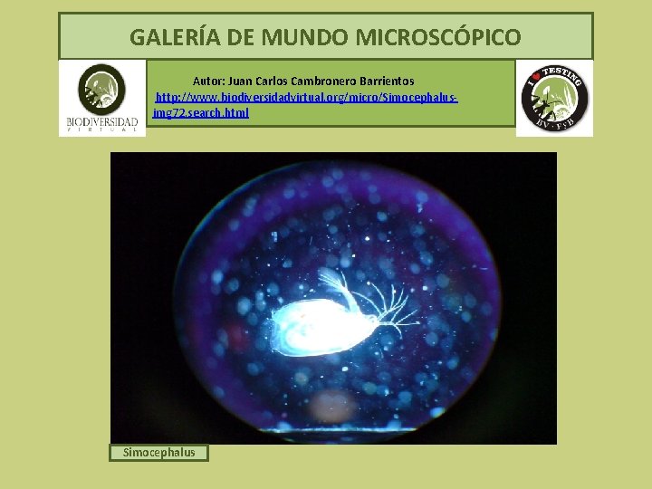  GALERÍA DE MUNDO MICROSCÓPICO Autor: Juan Carlos Cambronero Barrientos http: //www. biodiversidadvirtual. org/micro/Simocephalusimg