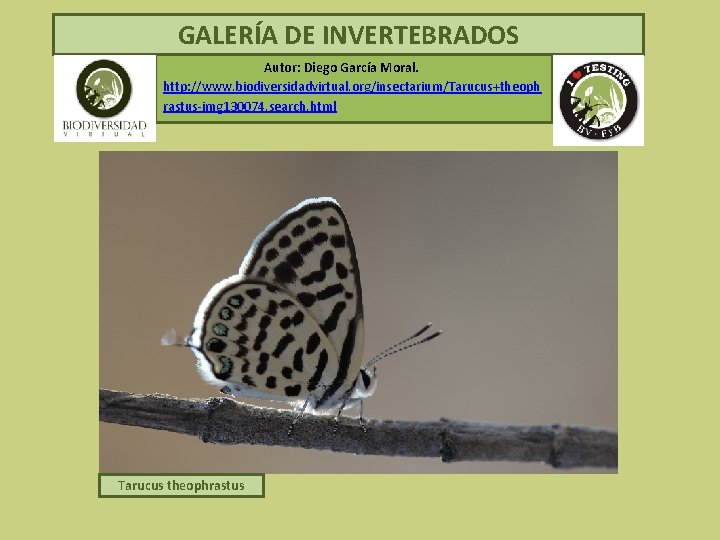 GALERÍA DE INVERTEBRADOS Autor: Diego García Moral. http: //www. biodiversidadvirtual. org/insectarium/Tarucus+theoph rastus-img 130074. search.