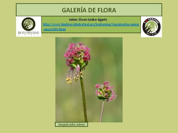  GALERÍA DE FLORA Autor: Óscar Gadea Ugarte http: //www. biodiversidadvirtual. org/herbarium/Sanguisorba+minor -img 41893.