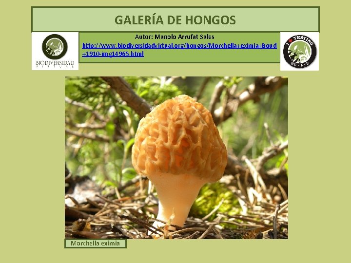  GALERÍA DE HONGOS Autor: Manolo Arrufat Sales http: //www. biodiversidadvirtual. org/hongos/Morchella+eximia+Boud +1910 -img